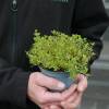 Thyme, Lemon golden