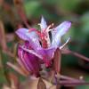 Toad Lily