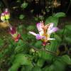 Toad Lily