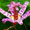 Toad Lily