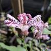 Toad Lily