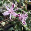 Toad Lily