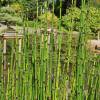 Barred Horsetail