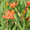 Blackberry Lily