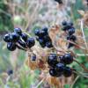 Blackberry Lily