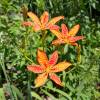 Blackberry Lily