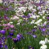 Japanese water Iris 'Caprician Butterfly'