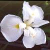 Japanese water Iris, White