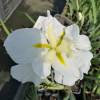 Japanese water Iris, White