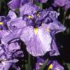 Japanese water Iris 'Dainagon'