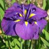 Japanese water Iris 'Gei-sho-mi'