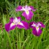 Japanese water Iris 'Himatsuri'