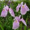 Japanese water Iris 'Momozomo'