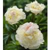 Peony 'Blush Queen'