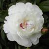 White Peony