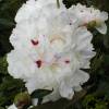 White Peony