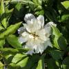 White Peony