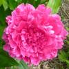 Peony 'Felix Supreme'