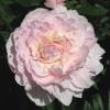 Peony 'Mme Calot'