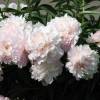 Peony 'Mme Calot'