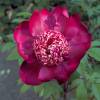 Red Peony