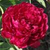 Red Peony