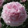 Peony 'Reine Hortense'