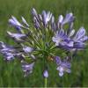 African lily Blue