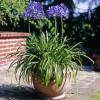 African lily Blue