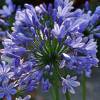 African lily Blue