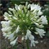 African lily White