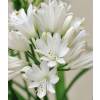 African lily White