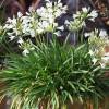 African lily White