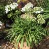 African lily White