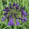 African lily 'Purple Cloud'