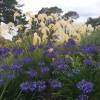 African lily 'Purple Cloud'