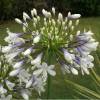 African lily 'Queen Mum'