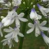 African lily 'Queen Mum'