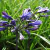 African lily 'Back in Black'