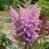 Astilbe Pink