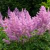 Astilbe Pink