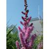 Astilbe Pink