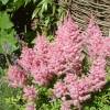 Astilbe Pink