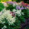 Astilbe Pink