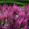 Astilbe Pink