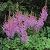 Astilbe Pink