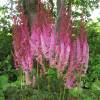 Astilbe Pink