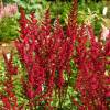 Astilbe Red
