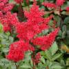 Astilbe Red