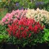 Astilbe Red